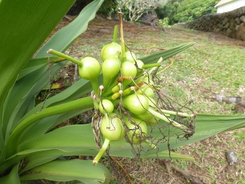 Imagem de Crinum asiaticum L.