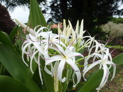 Imagem de Crinum asiaticum L.