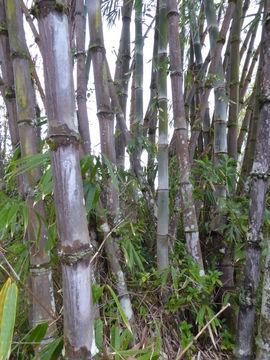 Sivun Dendrocalamus asper (Schult. fil.) Backer kuva