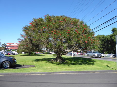 Слика од Erythrina crista-galli L.