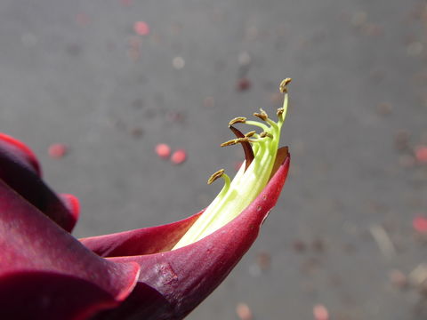 Imagem de Erythrina crista-galli L.