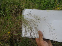 Image of rough bentgrass