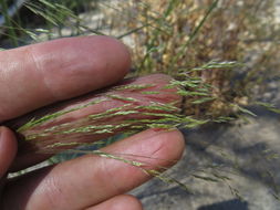 Image of rough bentgrass