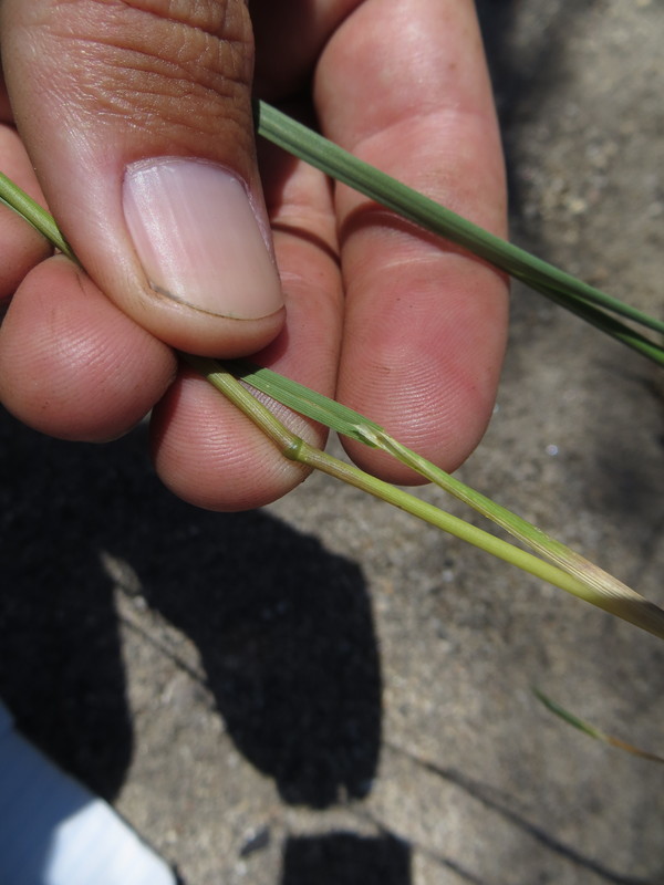 Image of rough bentgrass