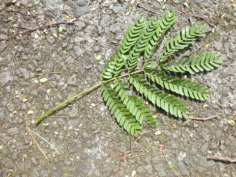 Слика од Falcataria moluccana (Miq.) Barneby & J. W. Grimes