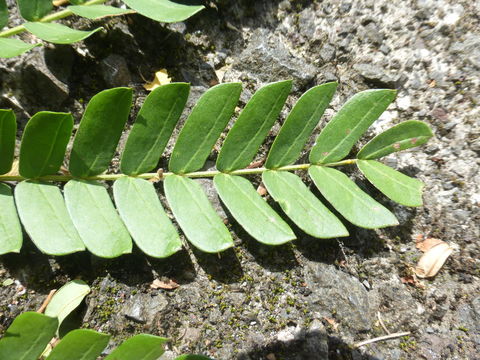 Слика од Falcataria moluccana (Miq.) Barneby & J. W. Grimes