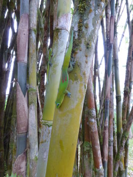 Imagem de Gigantochloa apus (Schult. fil.) Kurz