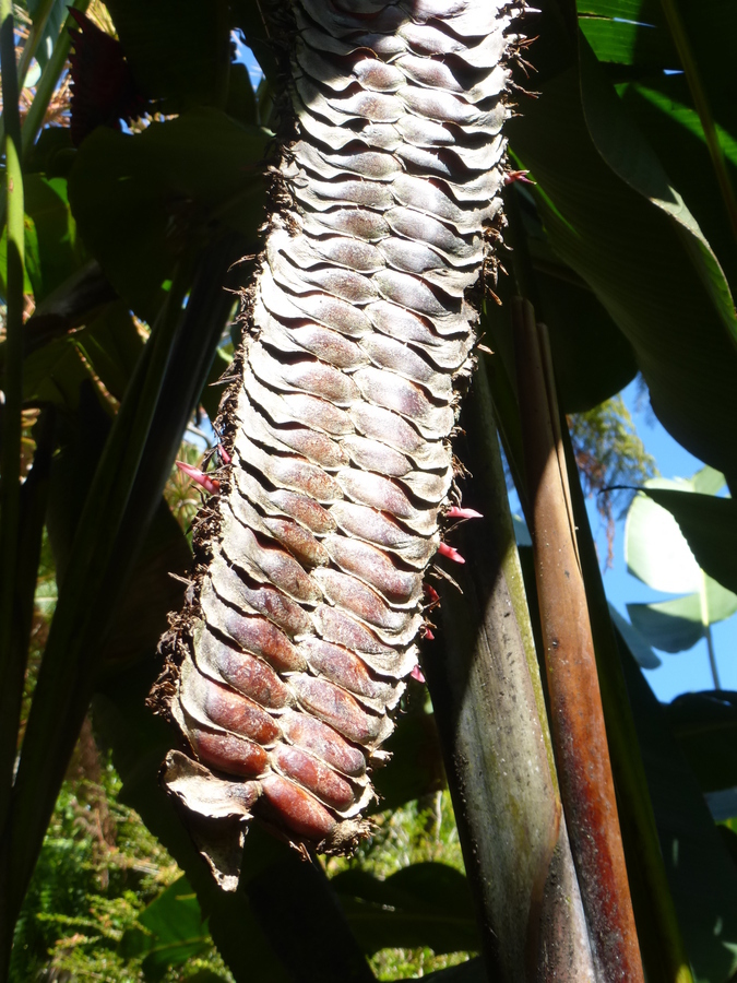 صورة Heliconia mariae Hook. fil.