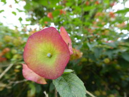 Image of Chinese-hat plant