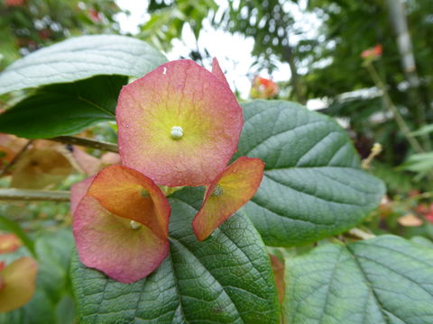 Image of Chinese-hat plant