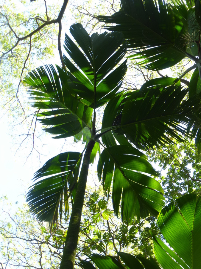 Verschaffeltia splendida H. Wendl. resmi