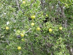 Image of Texas persimmon