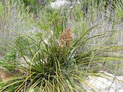 Image of foothill beargrass