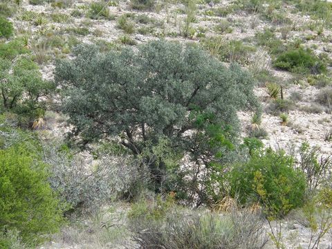 Image of Mohr oak