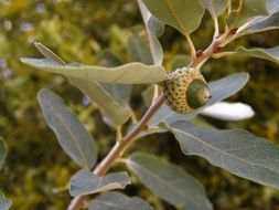 Image of Mohr oak