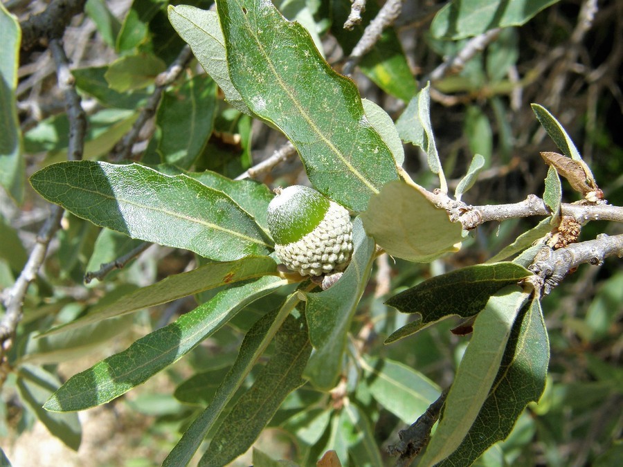 Image of Mohr oak