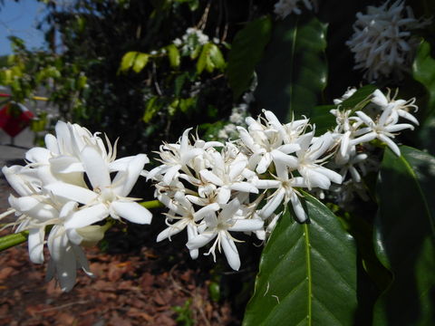 Image de Coffea arabica L.