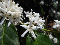 Coffea arabica L. resmi