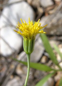 Imagem de Porophyllum scoparium A. Gray