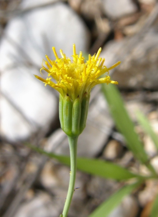 صورة Porophyllum scoparium A. Gray