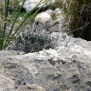 Image of Bunched Cory Cactus