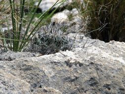 Image of Bunched Cory Cactus