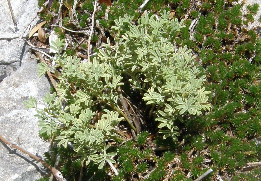 Image of Warnock's prairie clover