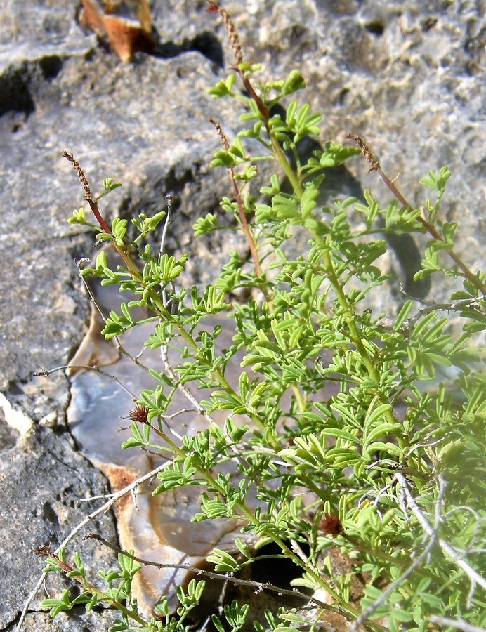 Image of Warnock's prairie clover