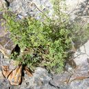 Image of Warnock's prairie clover