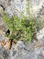 Image of Warnock's prairie clover