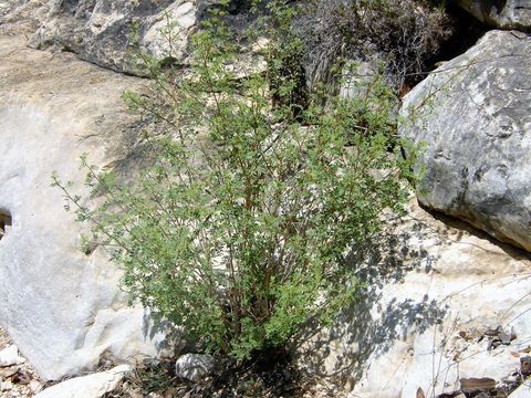 Image of black prairie clover