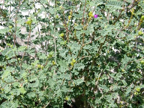 Image of black prairie clover