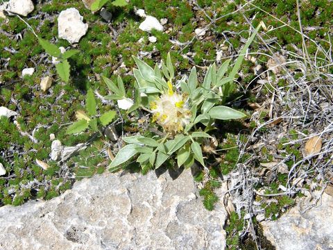 Plancia ëd Dalea jamesii (Torr.) Torr. & A. Gray