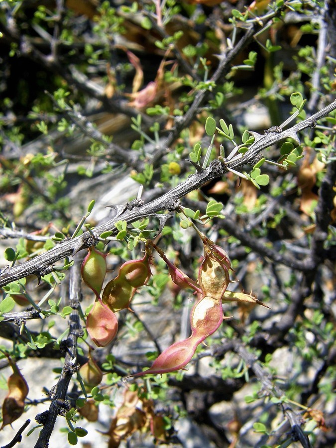 Plancia ëd Mimosa turneri Barneby