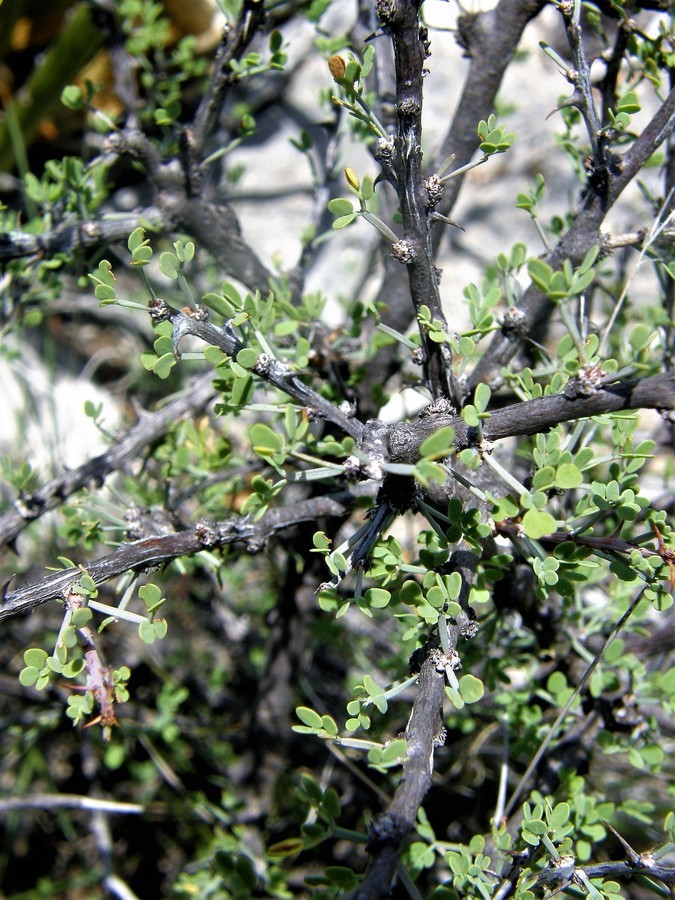 Plancia ëd Mimosa turneri Barneby