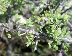 Imagem de Mimosa turneri Barneby