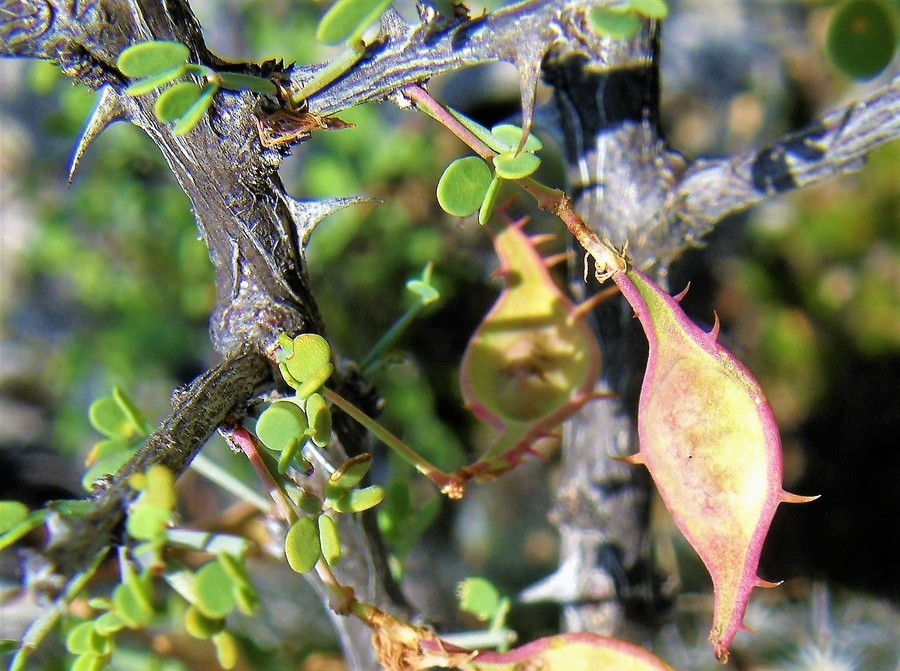 Plancia ëd Mimosa turneri Barneby