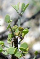 Plancia ëd Mimosa turneri Barneby