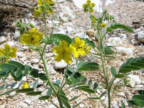 Plancia ëd Senna lindheimeriana (Scheele) H. S. Irwin & Barneby