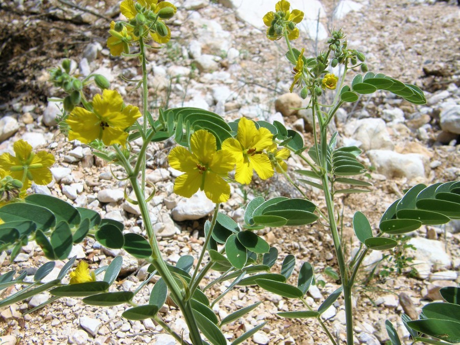 Senna lindheimeriana (Scheele) H. S. Irwin & Barneby resmi