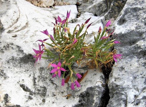 Sivun Zeltnera calycosa (Buckley) G. Mansion kuva