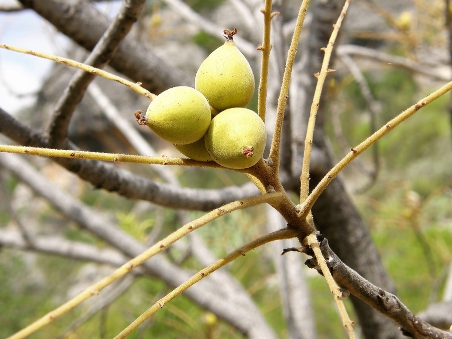 Image of little walnut