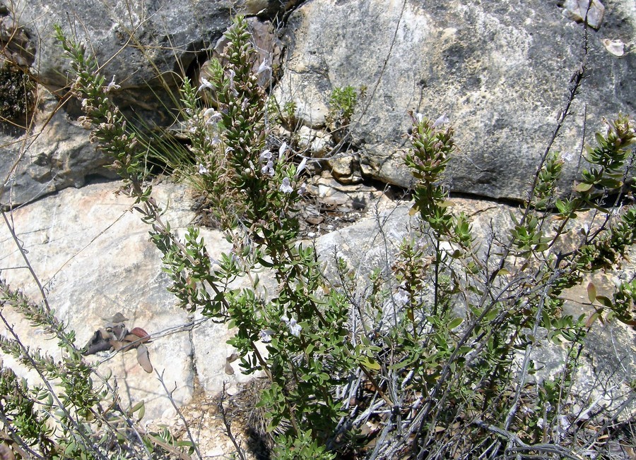 Image of leafy rosemary-mint