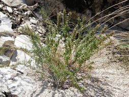 Image of leafy rosemary-mint