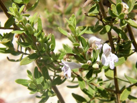 Image of leafy rosemary-mint