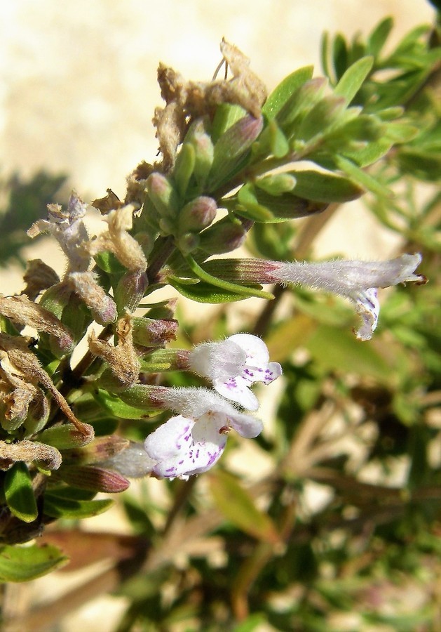 Image of leafy rosemary-mint