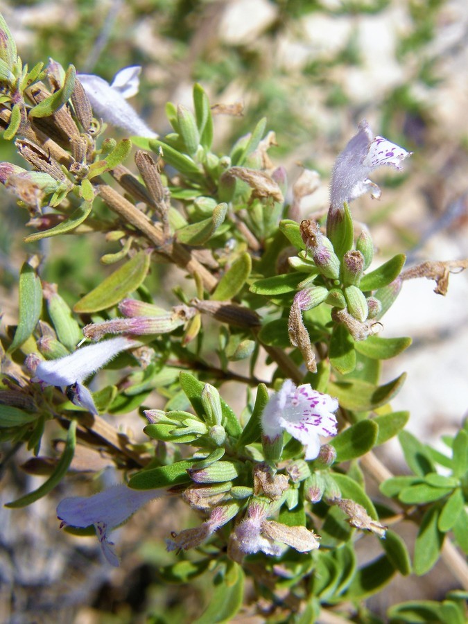 Image of leafy rosemary-mint