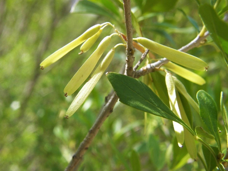 Image of Gregg's ash