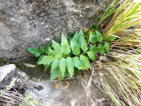 Image of Mexican fern