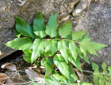 Image of Mexican fern